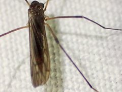 Dicranomyia