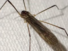 Dicranomyia