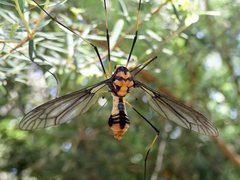 Leptotarsus imperatorius
