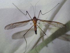 Leptotarsus helmsi