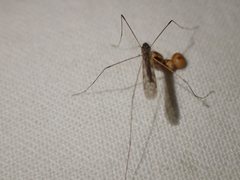 Dicranomyia