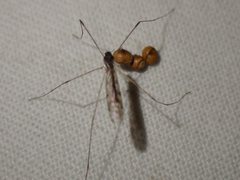 Dicranomyia