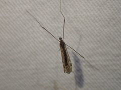 Dicranomyia