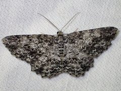 Thallogama nigraria