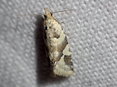 Euphona euphona