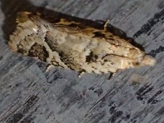 Euphona euphona