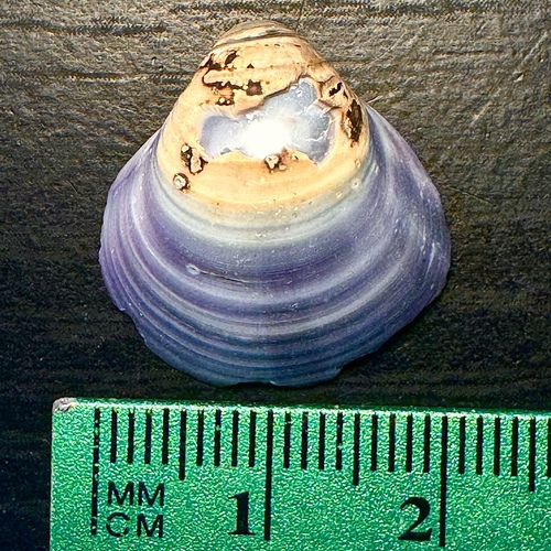 Corbicula moreletiana