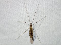 Epiphragma hardyi