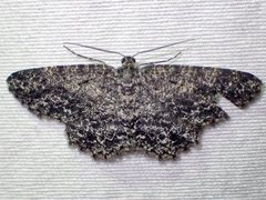 Thallogama nigraria