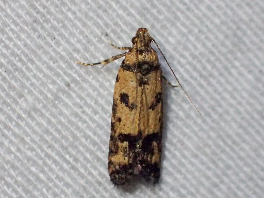 Ardozyga thermochroa