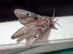 Sympycnodes digitata
