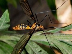 Leptotarsus clavatus