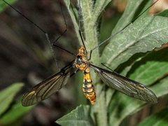 Leptotarsus clavatus