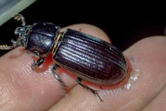 Aulacocyclus edentulus