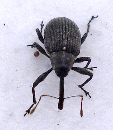 Strawberry blossom weevil