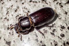 Aulacocyclus edentulus
