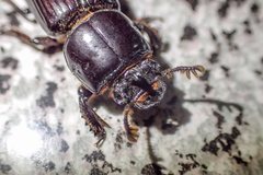 Aulacocyclus edentulus