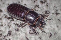 Aulacocyclus edentulus