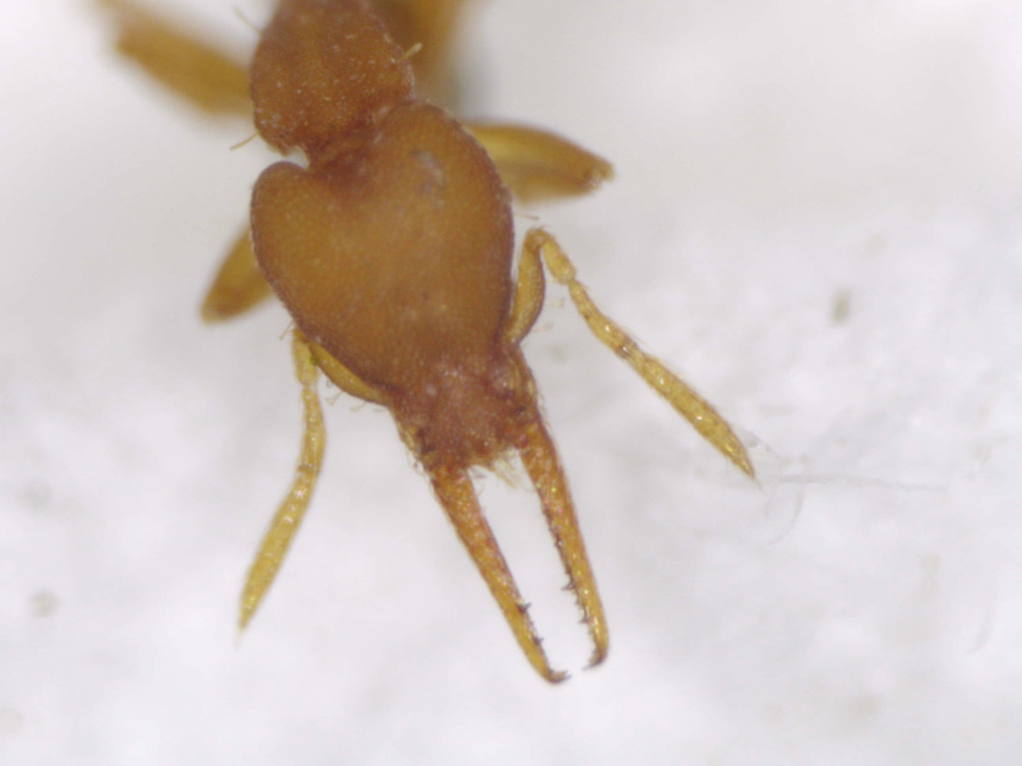 Strumigenys myllorhapha