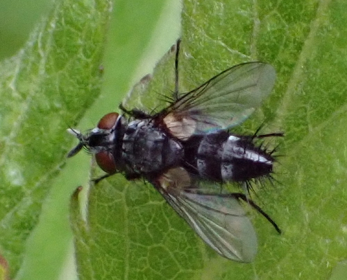 Lecanipa bicincta