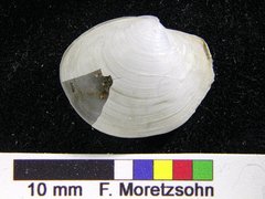 Periploma orbiculare