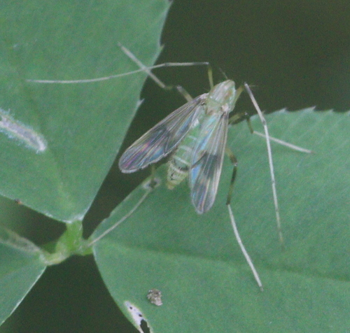 Stenochironomus fascipennis