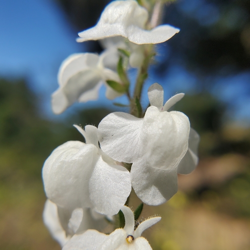 Image of Sairocarpus coulterianus by no rights reserved