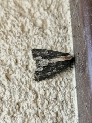 Dypterygia scabriuscula