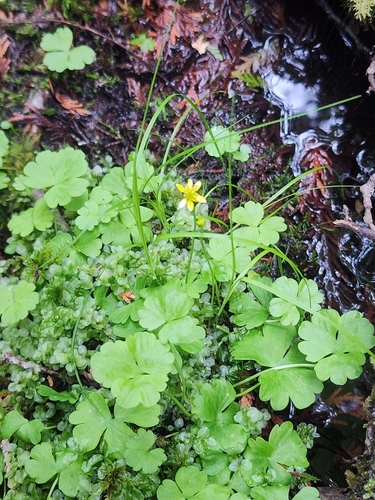 Image of Ranunculus lapponicus by (c) Norma Malinowski, some rights reserved (CC BY)