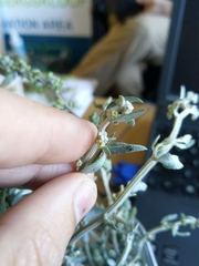 Atriplex vestita