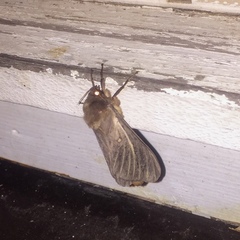 Oxycanus antipoda