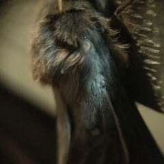 Oxycanus antipoda