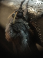 Oxycanus antipoda