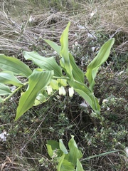 Polygonatum × hybridum