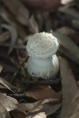 Amanita ochrophylla