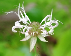 Monarda russeliana