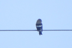 Pyrrhula nipalensis uchidai