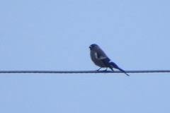 Pyrrhula nipalensis uchidai