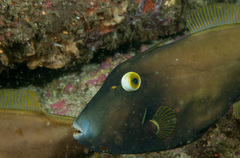 Eubalichthys bucephalus