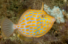 Mosaic Leatherjacket photo 4