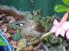 Stomiopera unicolor