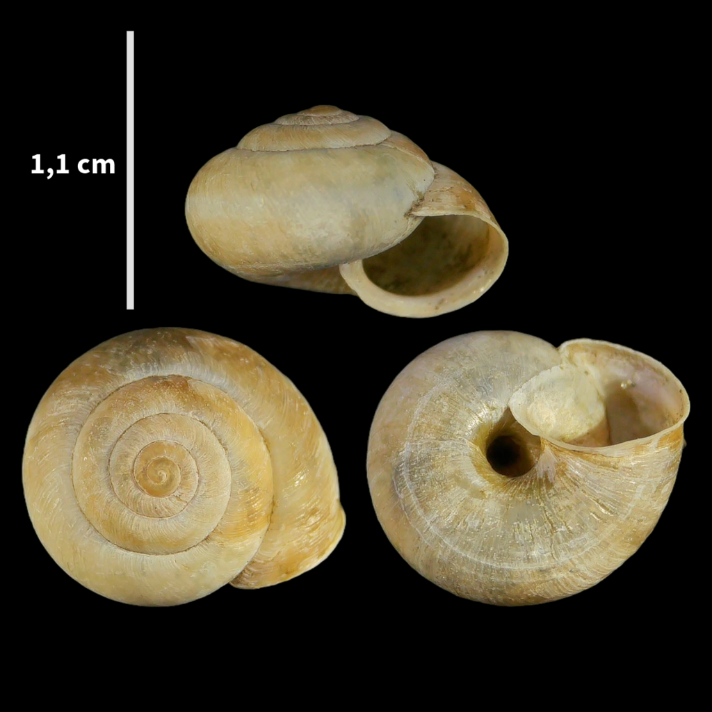 Euomphalia strigella