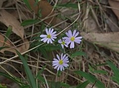 Brachyscome graminea