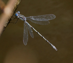 Lestes australis