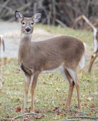 Odocoileus virginianus borealis