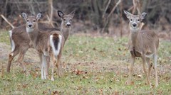 Odocoileus virginianus borealis