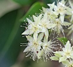 Backhousia myrtifolia