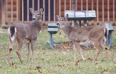 Odocoileus virginianus borealis