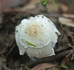 Amanita ochrophylla