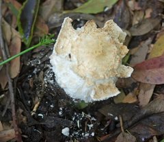 Amanita ochrophylla